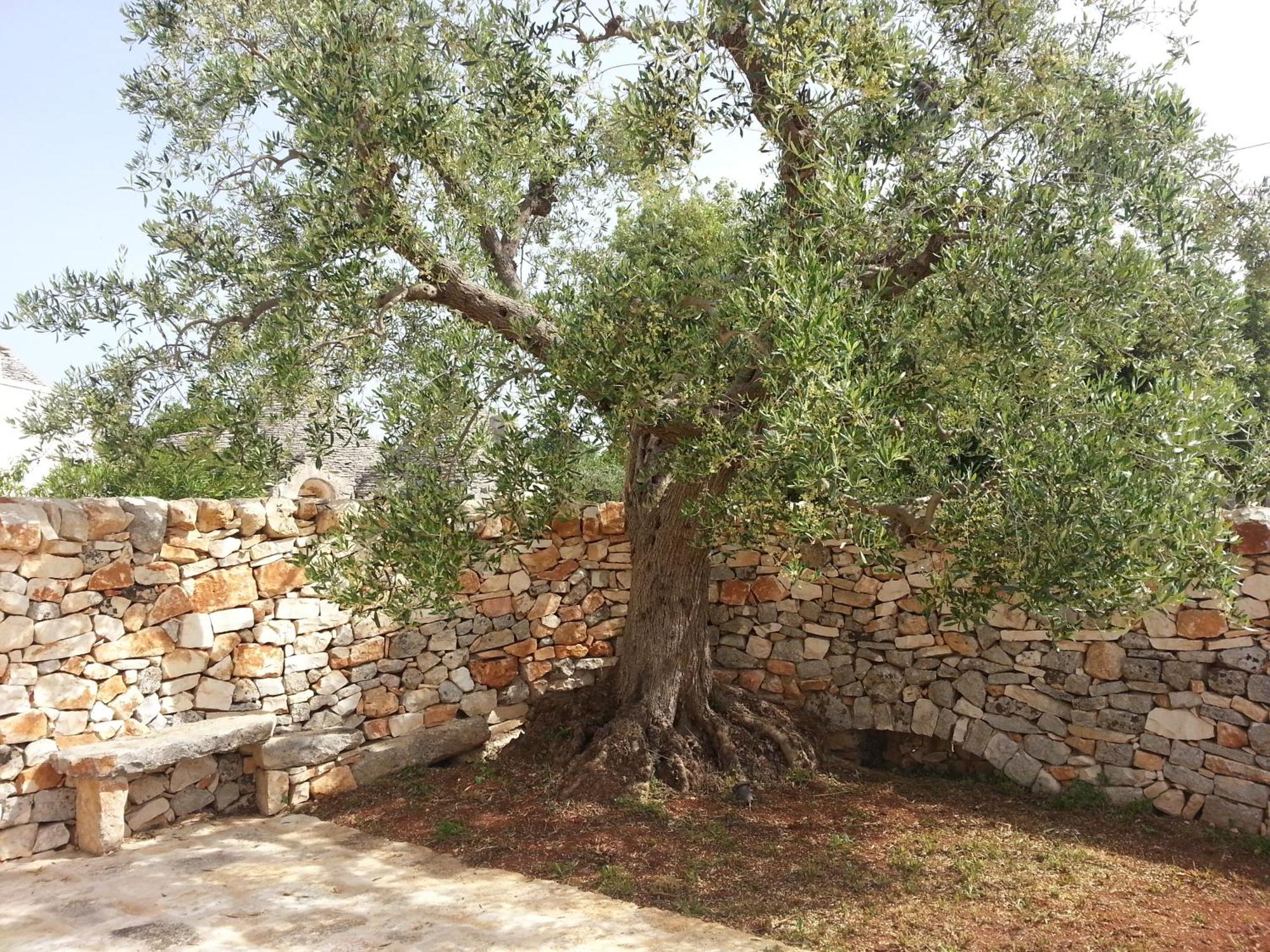Almapetra Trulli Resort Locorotondo Εξωτερικό φωτογραφία